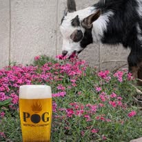 POG Brewing Company